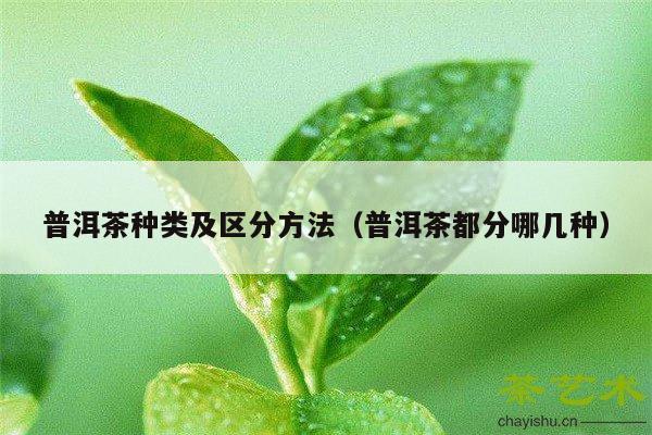 普洱茶种类及区分方法（普洱茶都分哪几种）