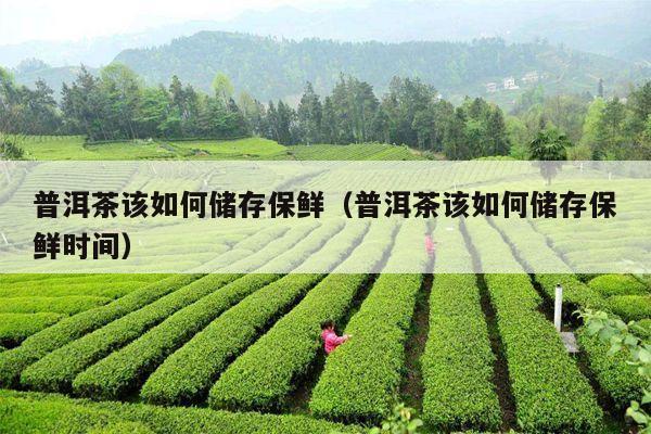 普洱茶该如何储存保鲜（普洱茶该如何储存保鲜时间）