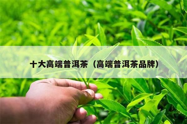 十大高端普洱茶（高端普洱茶品牌）