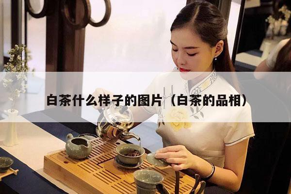 白茶什么样子的图片（白茶的品相）