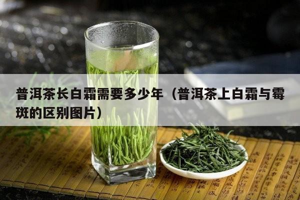 普洱茶长白霜需要多少年（普洱茶上白霜与霉斑的区别图片）