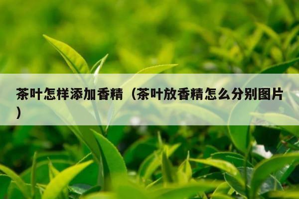 茶叶怎样添加香精（茶叶放香精怎么分别图片）