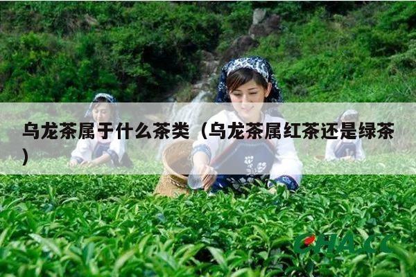 乌龙茶属于什么茶类（乌龙茶属红茶还是绿茶）