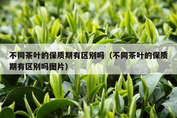 不同茶叶的保质期有区别吗（不同茶叶的保质期有区别吗图片）