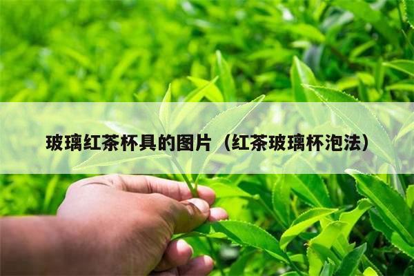 玻璃红茶杯具的图片（红茶玻璃杯泡法）