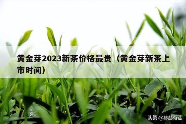 黄金芽2023新茶价格最贵（黄金芽新茶上市时间）