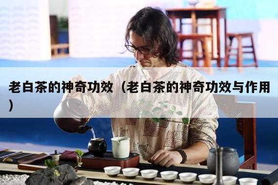 老白茶的神奇功效（老白茶的神奇功效与作用）