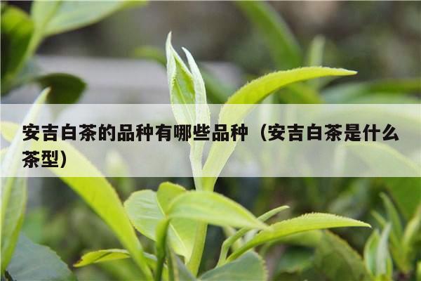 安吉白茶的品种有哪些品种（安吉白茶是什么茶型）