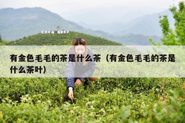 有金色毛毛的茶是什么茶（有金色毛毛的茶是什么茶叶）