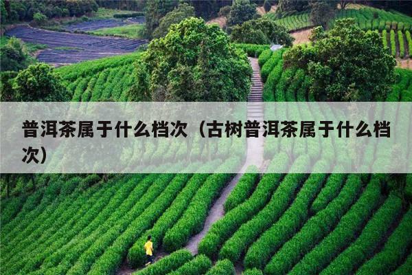 普洱茶属于什么档次（古树普洱茶属于什么档次）