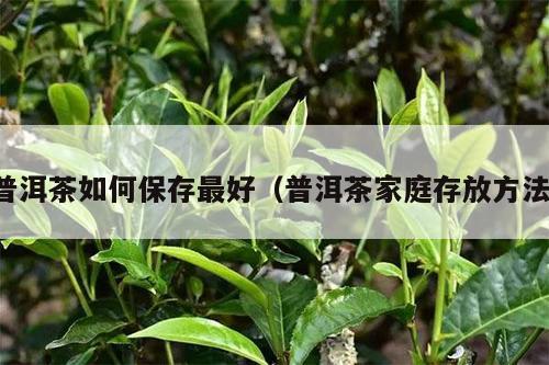 普洱茶如何保存最好（普洱茶家庭存放方法）