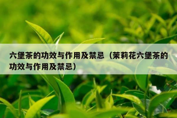 六堡茶的功效与作用及禁忌（茉莉花六堡茶的功效与作用及禁忌）