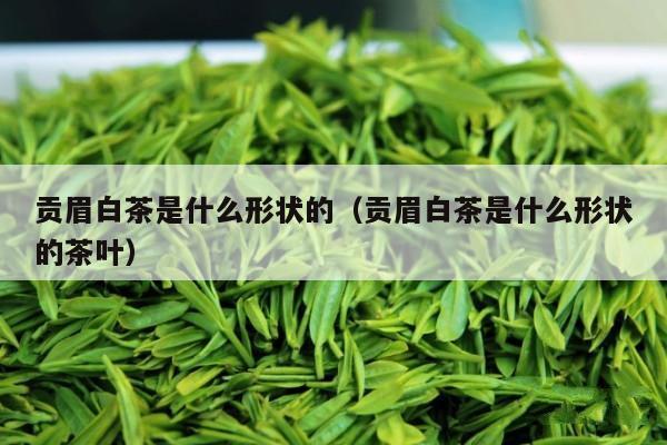 贡眉白茶是什么形状的（贡眉白茶是什么形状的茶叶）