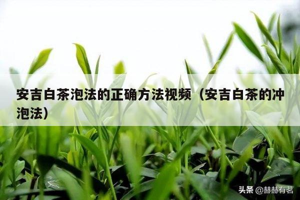 安吉白茶泡法的正确方法视频（安吉白茶的冲泡法）