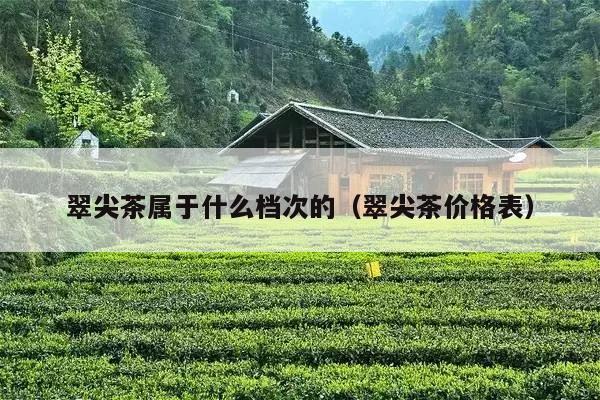 翠尖茶属于什么档次的（翠尖茶价格表）