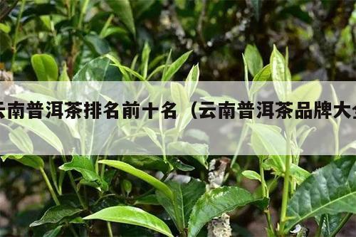 云南普洱茶排名前十名（云南普洱茶品牌大全）