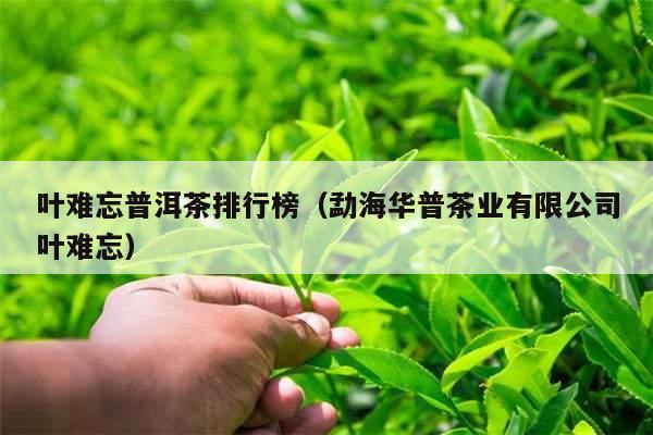 叶难忘普洱茶排行榜（勐海华普茶业有限公司叶难忘）