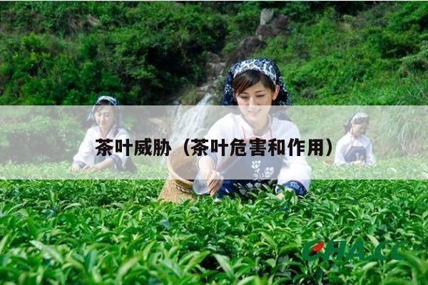 茶叶威胁（茶叶危害和作用）