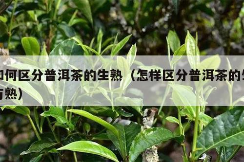 如何区分普洱茶的生熟（怎样区分普洱茶的生与熟）