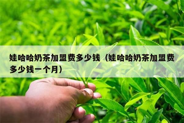 娃哈哈奶茶加盟费多少钱（娃哈哈奶茶加盟费多少钱一个月）