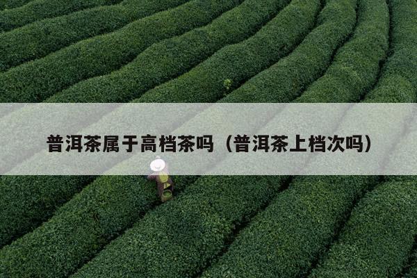 普洱茶属于高档茶吗（普洱茶上档次吗）