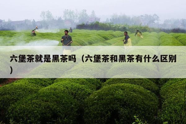 六堡茶就是黑茶吗（六堡茶和黑茶有什么区别）