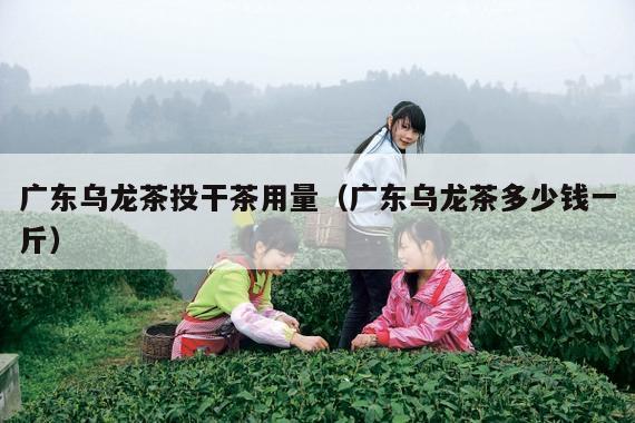 广东乌龙茶投干茶用量（广东乌龙茶多少钱一斤）