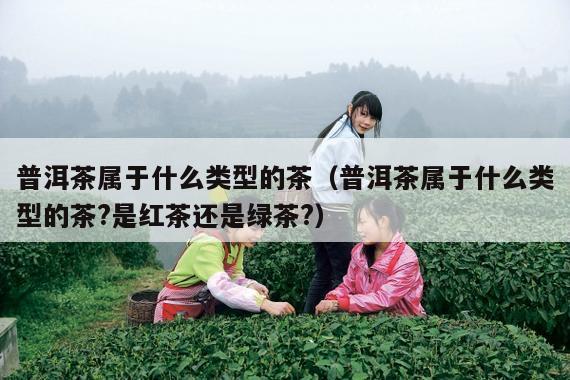 普洱茶属于什么类型的茶（普洱茶属于什么类型的茶?是红茶还是绿茶?）