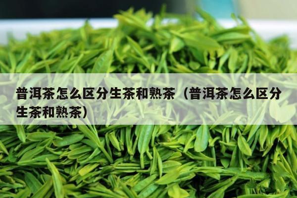 普洱茶怎么区分生茶和熟茶（普洱茶怎么区分生茶和熟茶）