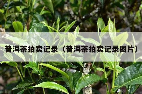 普洱茶拍卖记录（普洱茶拍卖记录图片）