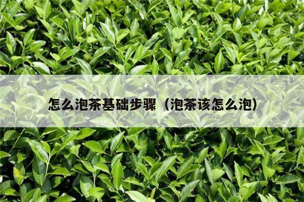 怎么泡茶基础步骤（泡茶该怎么泡）