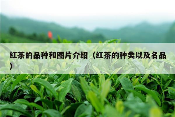 红茶的品种和图片介绍（红茶的种类以及名品）