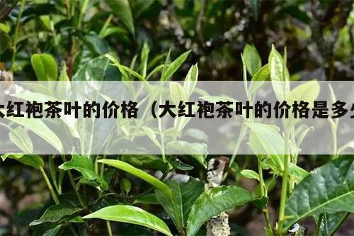 大红袍茶叶的价格（大红袍茶叶的价格是多少）