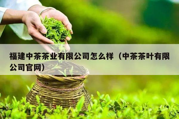 福建中茶茶业有限公司怎么样（中茶茶叶有限公司官网）