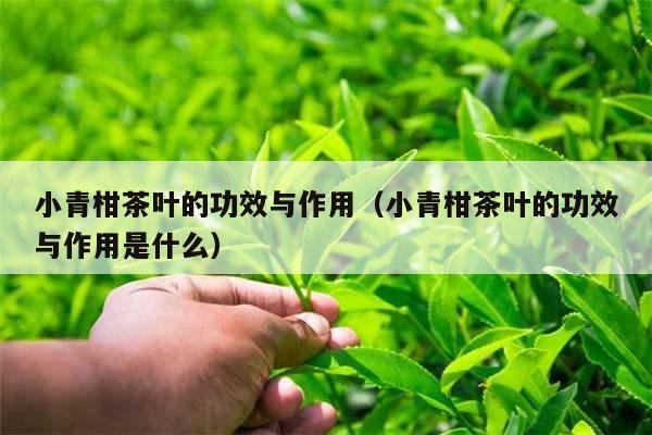 小青柑茶叶的功效与作用（小青柑茶叶的功效与作用是什么）