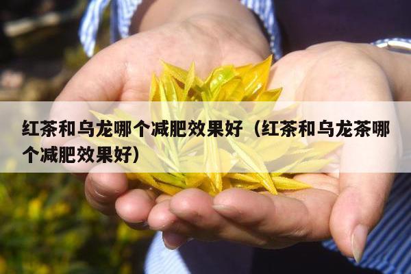 红茶和乌龙哪个减肥效果好（红茶和乌龙茶哪个减肥效果好）