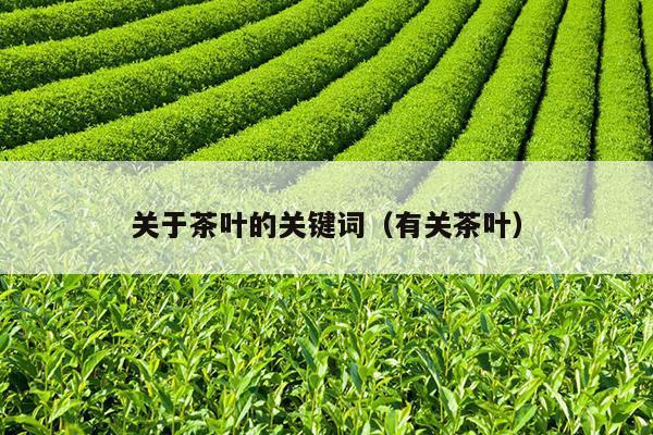 关于茶叶的关键词（有关茶叶）