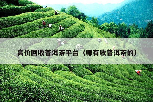 高价回收普洱茶平台（哪有收普洱茶的）