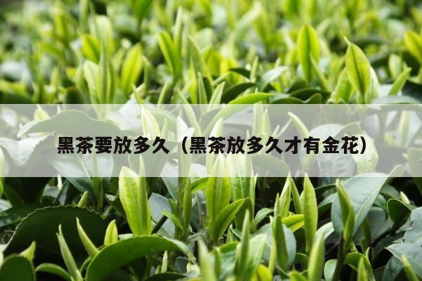 黑茶要放多久（黑茶放多久才有金花）