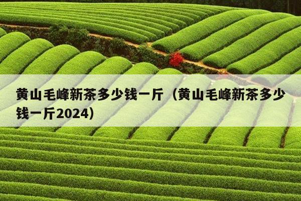 黄山毛峰新茶多少钱一斤（黄山毛峰新茶多少钱一斤2024）