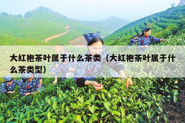 大红袍茶叶属于什么茶类（大红袍茶叶属于什么茶类型）