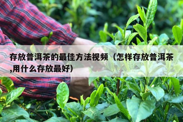 存放普洱茶的最佳方法视频（怎样存放普洱茶,用什么存放最好）