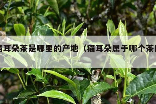 猫耳朵茶是哪里的产地（猫耳朵属于哪个茶区）