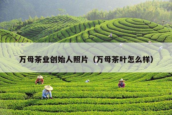 万母茶业创始人照片（万母茶叶怎么样）