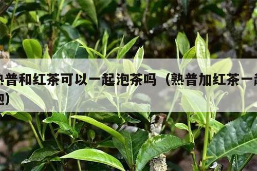 熟普和红茶可以一起泡茶吗（熟普加红茶一起泡）