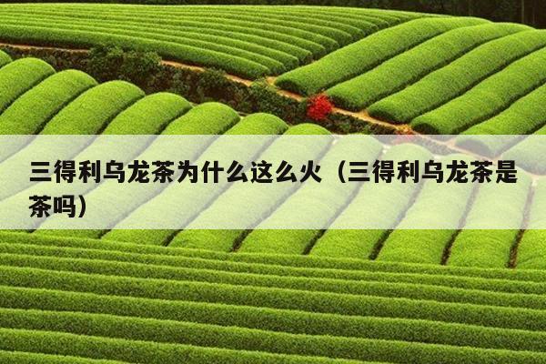 三得利乌龙茶为什么这么火（三得利乌龙茶是茶吗）