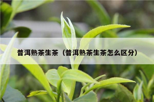 普洱熟茶生茶（普洱熟茶生茶怎么区分）