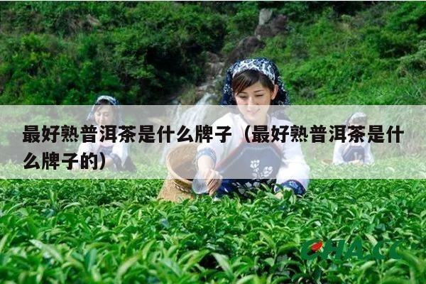 最好熟普洱茶是什么牌子（最好熟普洱茶是什么牌子的）