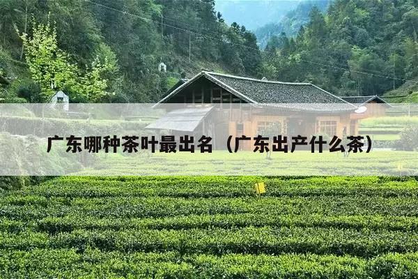 广东哪种茶叶最出名（广东出产什么茶）