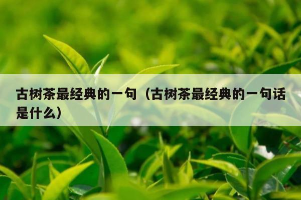 古树茶最经典的一句（古树茶最经典的一句话是什么）